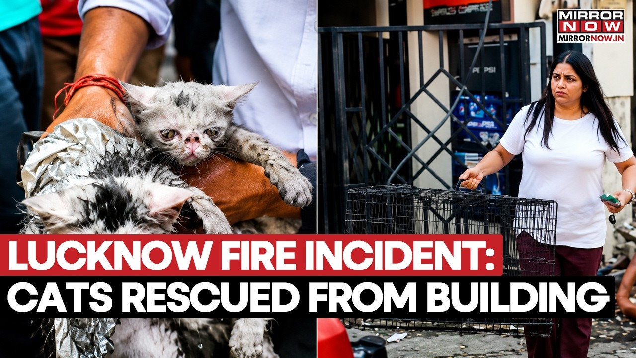 Lucknow Blaze: Firefighters Save Cats From Burning Building, Moments Caught On Cam | Watch