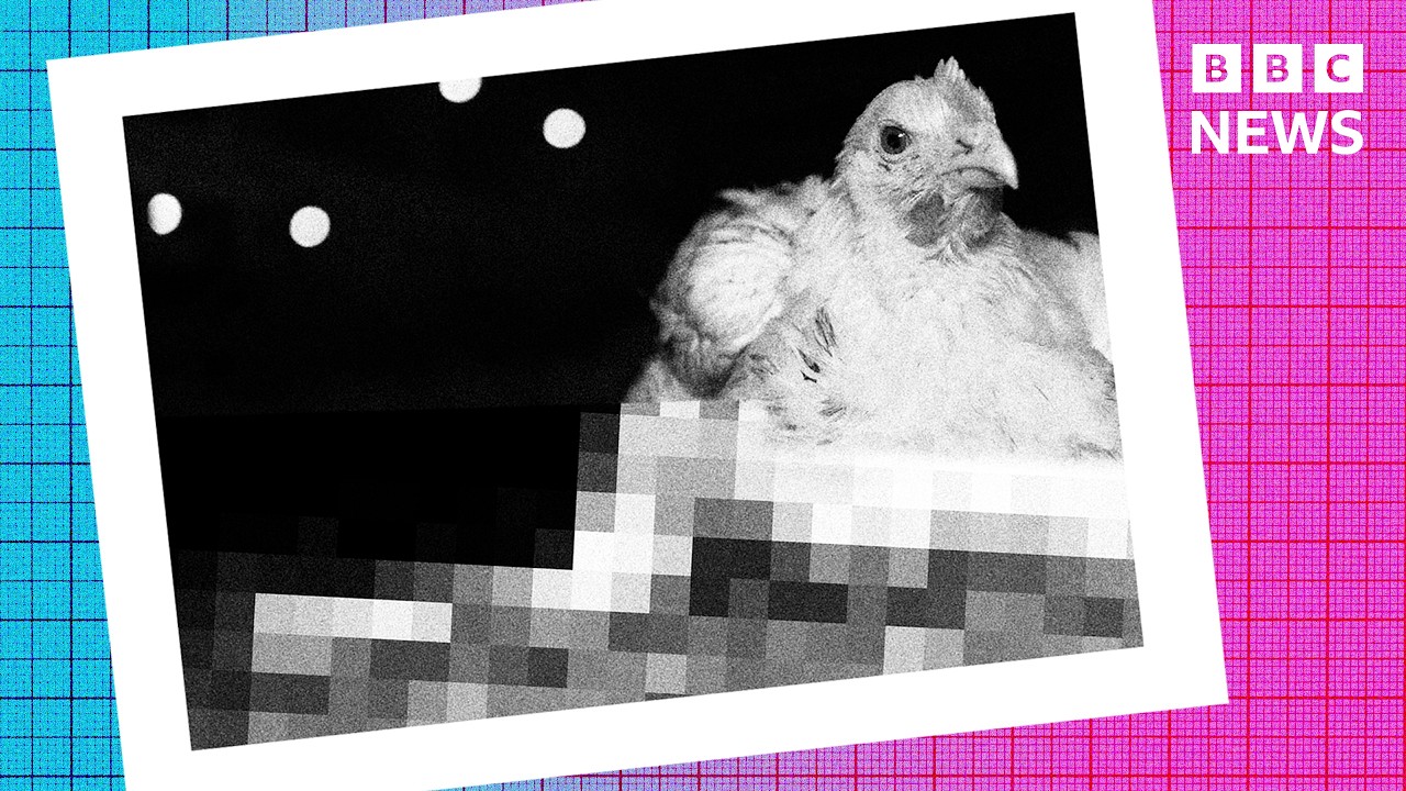 Am I eating ‘Frankenchicken’? | In Case You Missed It