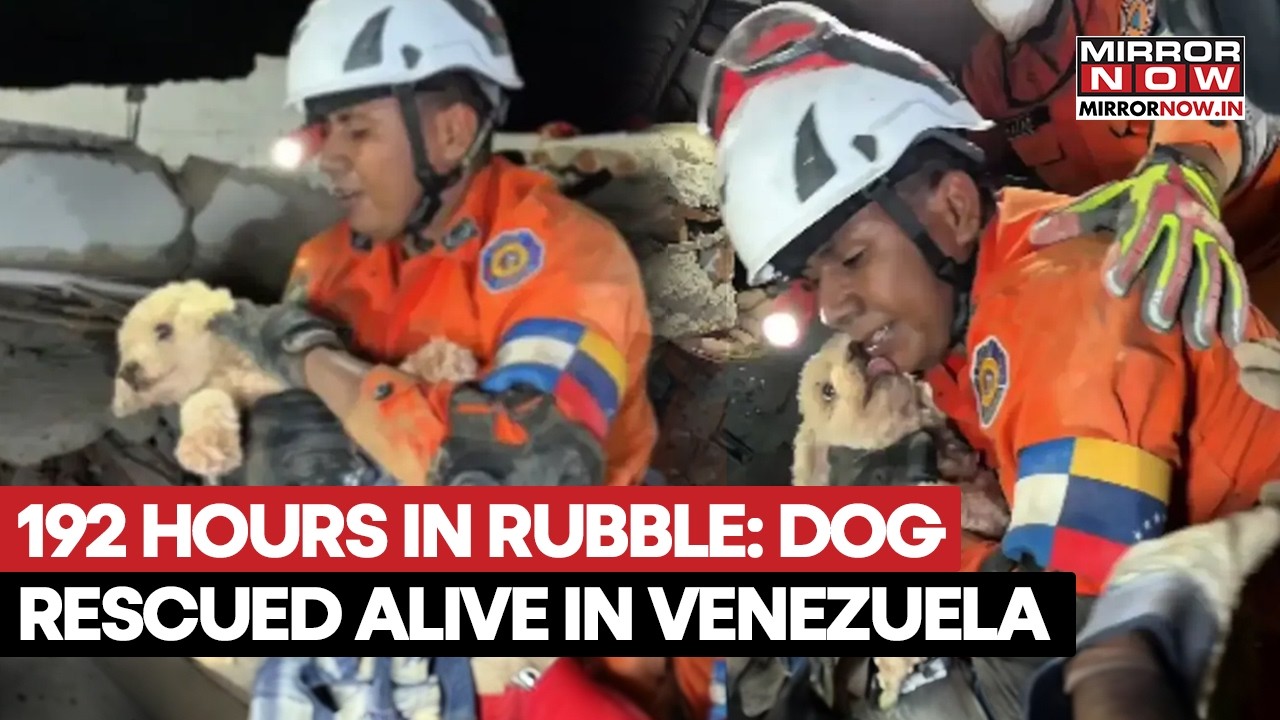 Venezuela Earthquake: Dog Pulled Alive After 8 Days From Debris In Miracle Rescue | Watch