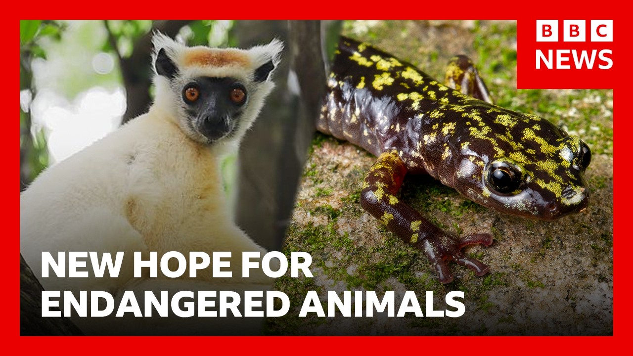 New fund hopes to save 100 of the world’s most threatened species | BBC News