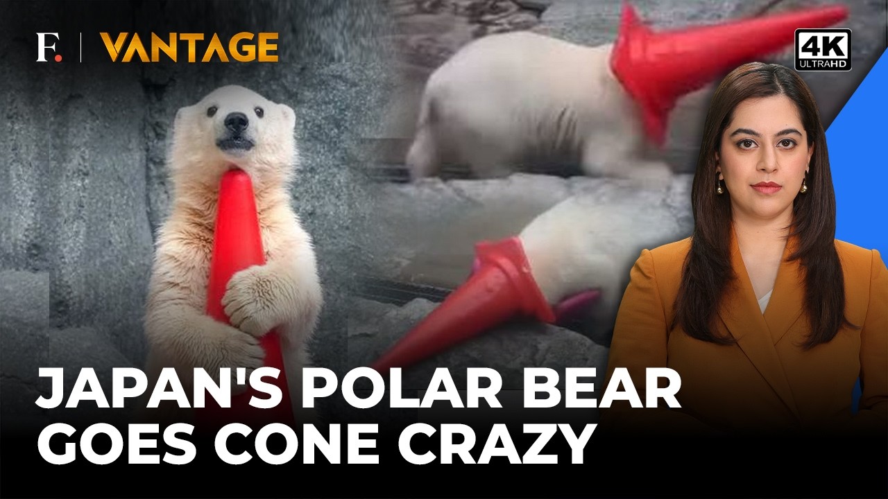 Viral: Japan’s Polar Bear Cub Obsessed With Traffic Cones | Vantage on Firstpost | 4K